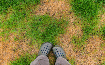 How to Revive a Sun Damaged Lawn