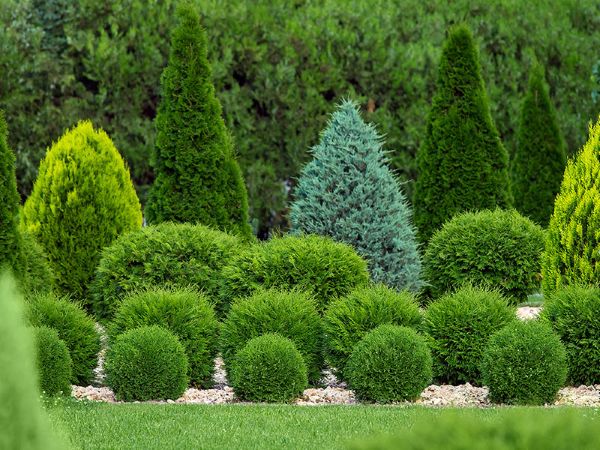 Optimizing Tree and Shrub Health with Late Winter Care
