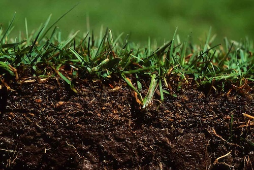 Strengthening Your Lawn’s Root System in Spring in Central Virginia